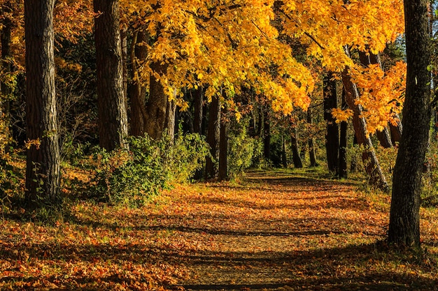 Sentier dans un parc en automne, avec des faisceaux de lumière tombant à travers les arbres