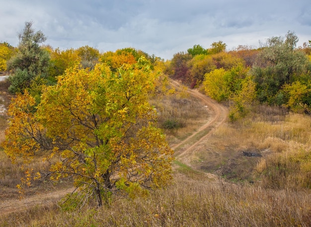 Sentier dans le parc d'automne