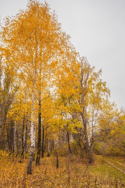 Sentier dans le parc d'automne