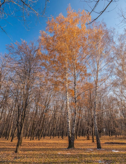 Sentier dans le parc d'automne