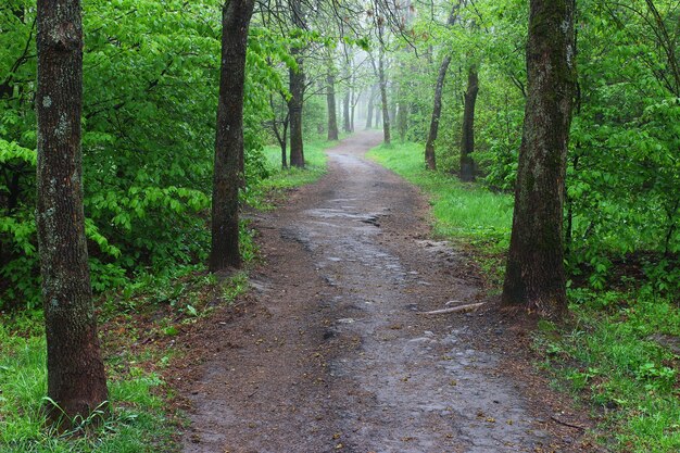 Sentier dans le parc de la ville d'été