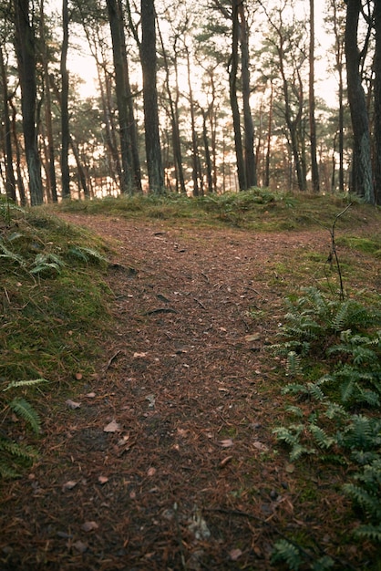 Sentier dans le parc Voie publique de gravier à l'extérieur