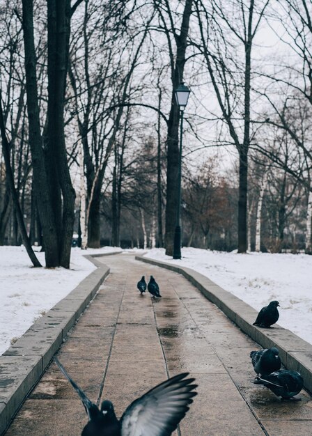 Photo le sentier dans un parc