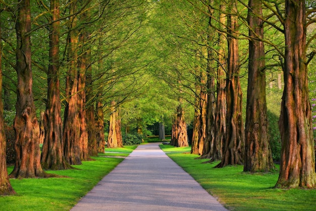 Sentier dans le parc