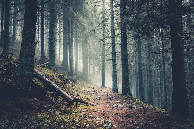 Sentier dans une pinède sombre