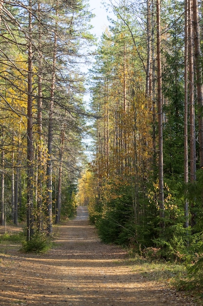 Sentier dans la route de campagne forestière dans les bois d'automne avec des feuilles jaunes sur les arbres et un matin brumeux et froid