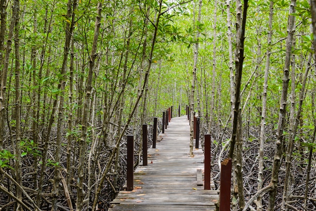 Sentier didactique en bois, à travers la forêt de Ceriops Tagal