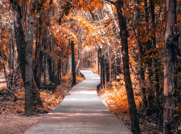 Sentier du bois dans la forêt d'automne