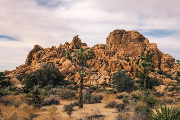 Sentier du désert dans le parc national de Joshua Tree