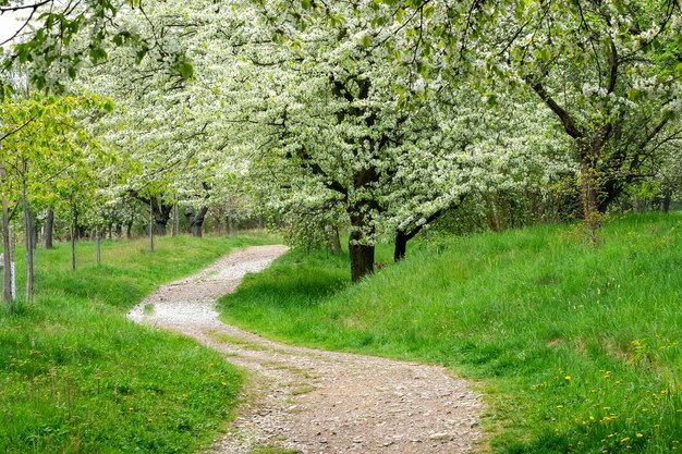 Sentier du parc entre les cerisiers en fleurs au printemps Parc avec arbres en fleurs et herbe verte
