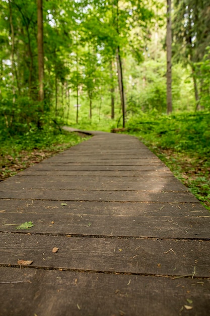 Sentier écologique à partir de planches de bois pour se promener dans la forêt avec un arrière-plan flou