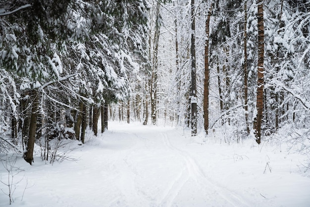 Sentier enneigé avec pistes de ski parmi les arbres couverts de neige dans la forêt d'hiver