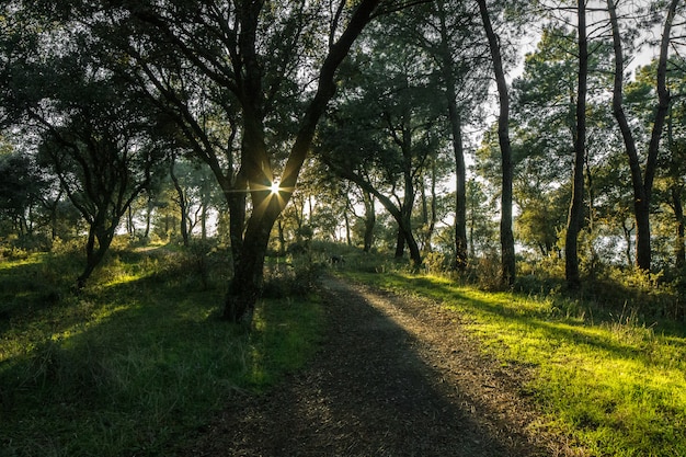 Sentier en Espagne