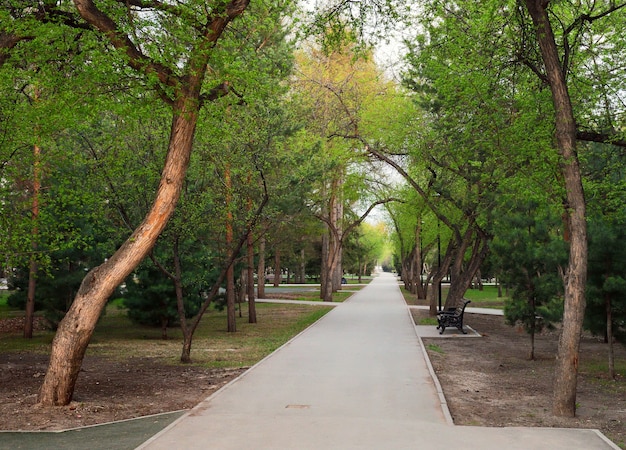 Le sentier est dans le parc printanier