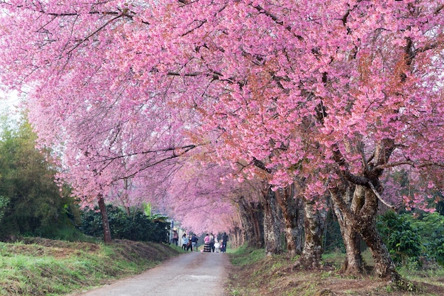 Sentier des fleurs de cerisier à Khun Wang Chiang Mai Thaïlande