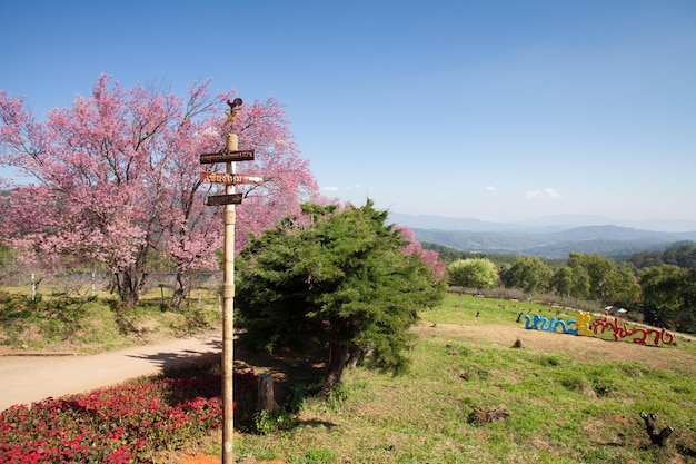 Sentier des fleurs de cerisier à Khun Wang Chiang Mai Thaïlande
