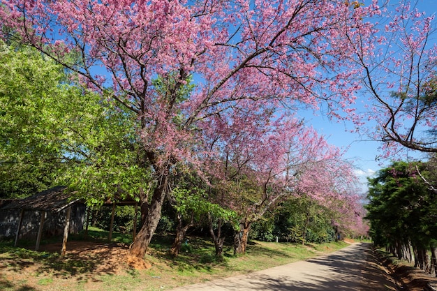 Sentier des fleurs de cerisier à Khun Wang Chiang Mai Thaïlande