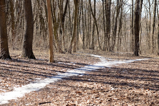 Sentier avec fonte des neiges dans la forêt