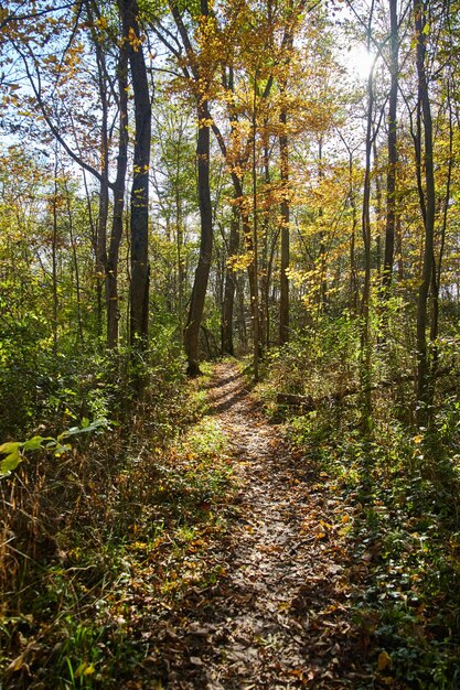 Photo le sentier forestier d'automne dans la forêt d'état de la rivière salamonie