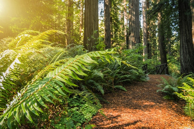 Sentier forestier côtier ensoleillé de séquoias avec de grandes fougères