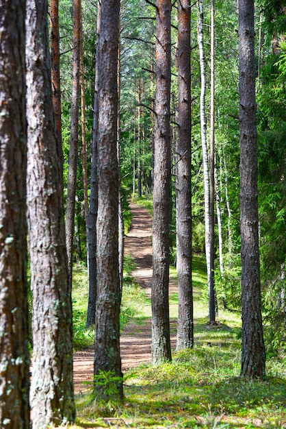 Sentier forestier dans la forêt russe en été
