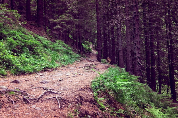 Sentier forestier avec des pierres