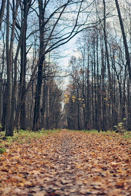 Sentier de la forêt d'automne avec des feuilles mortes