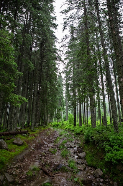 Sentier de la forêt de pins