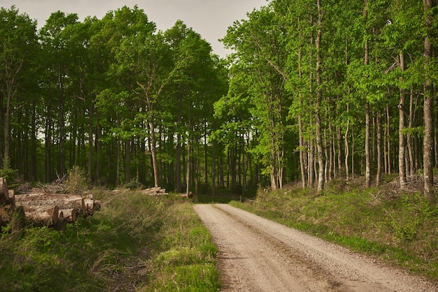 Sentier en forêt Sentier en forêt Matin de printemps