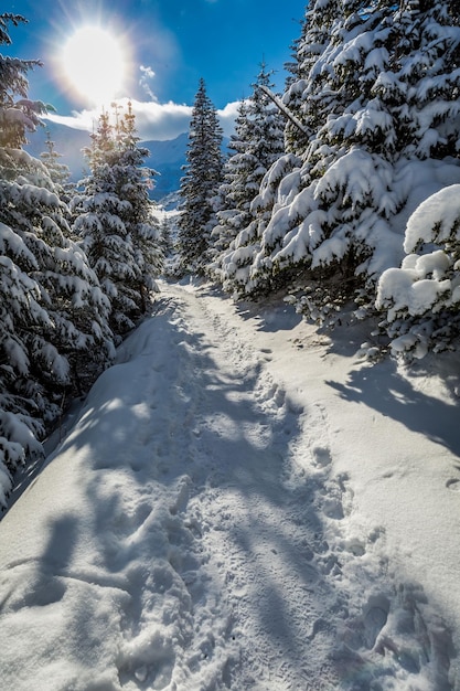 Sentier d'hiver vers la vallée gasienicowej en journée ensoleillée Tatras