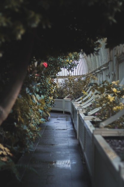 Un sentier humide au milieu des plantes qui poussent dans la serre