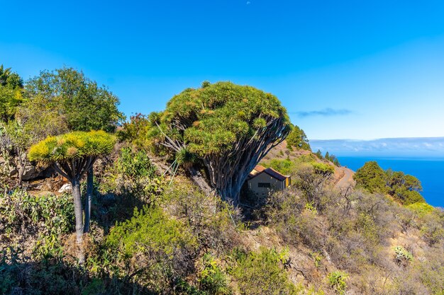 Sentier Las Tricias et ses magnifiques dragonniers dans la ville de Garafia dans le nord de l'île de La Palma, Îles Canaries