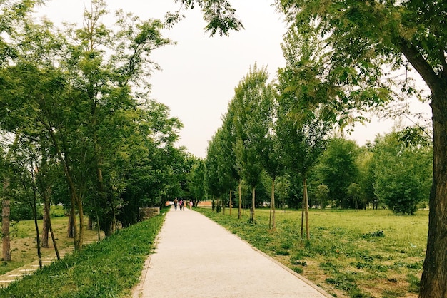 Sentier le long des arbres dans le parc