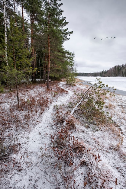 Sentier le long de la rive d'un lac gelé près d'une forêt dans la neige en hiver