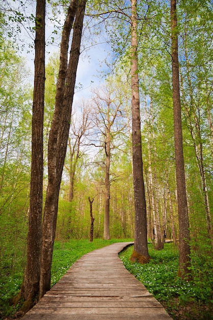 Sentier de marche en bois