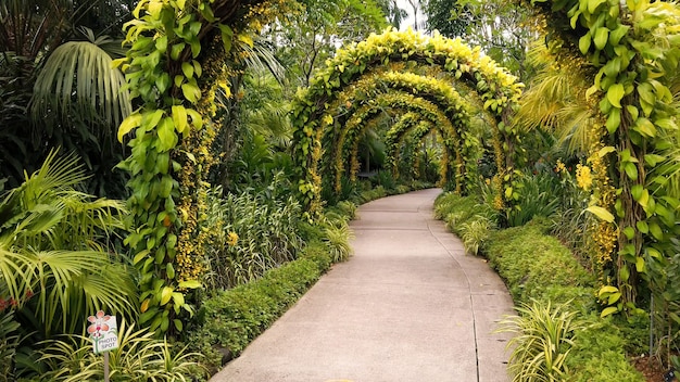 Sentier de marche avec de grandes arches couvertes de feuilles de buisson vert dans un parc tropical