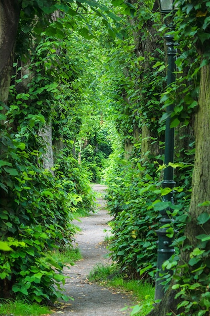 Un sentier menant à la forêt