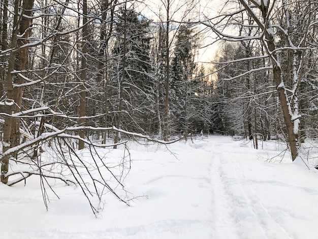 Sentier mince en congère dans la forêt d'hiver