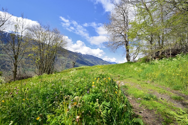 Sentier en montagne alpine herbeuse sous ciel nuageux au printemps