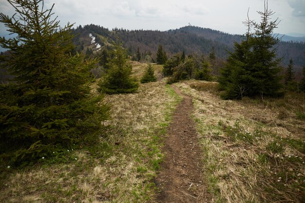 Sentier de montagne Printemps dans les montagnes des Carpates Ukraine