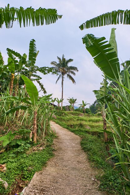 Le sentier de montée avec un cocotier frappant devant