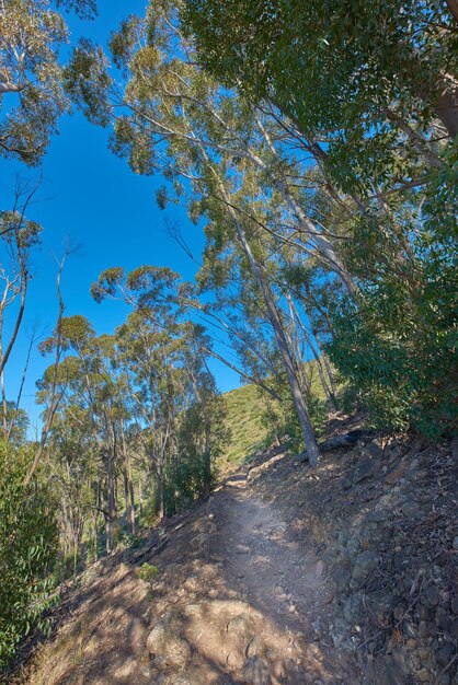 Sentier en montée sur une montagne verte rocheuse avec de grands arbres forestiers Paysage d'un mystérieux chemin de terre menant à travers des buissons et des plantes sauvages sur une colline avec un ciel bleu Découverte lors de promenades nature aventure