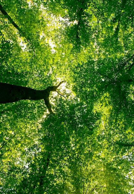 Sentier de la nature dans la forêt avec la lumière du soleil