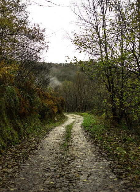 Sentier naturel en forêt