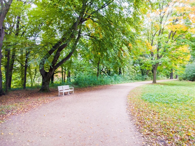 Photo un sentier par les arbres dans le parc