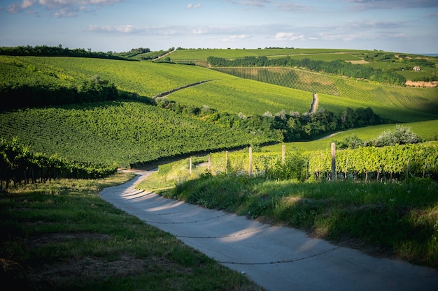 Un sentier par les vignobles contre le ciel