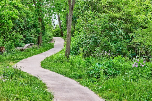 Sentier de parc vert avec trottoir coupant à travers les bois avec des fleurs violettes et des arbres verts