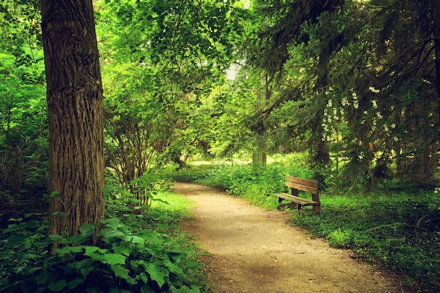 Sentier sur le parc