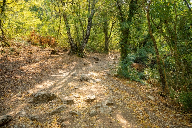 Sentier parmi les arbres et les ruines de l'ancienne ville de Termessos sans touristes près d'Antalya en Turquie