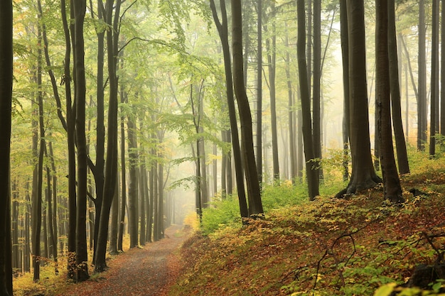 Un sentier parmi les hêtres à travers une forêt d'automne dans un temps de pluie brumeux